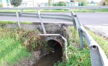 scolo cavia maggiore