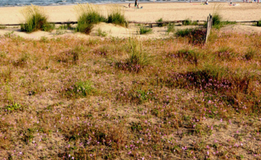 incontro sugli habitat dunali incontro sugli habitat dunali